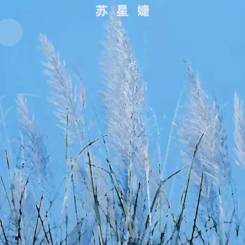 不期而遇的风歌词 - 苏星婕