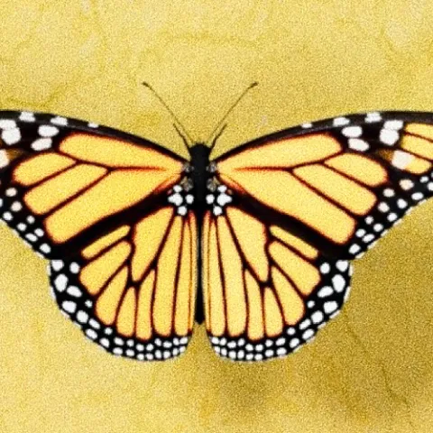 万古药 歌词 - CashTrippy