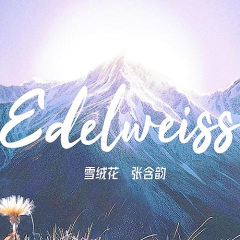 雪绒花歌词 - 张含韵