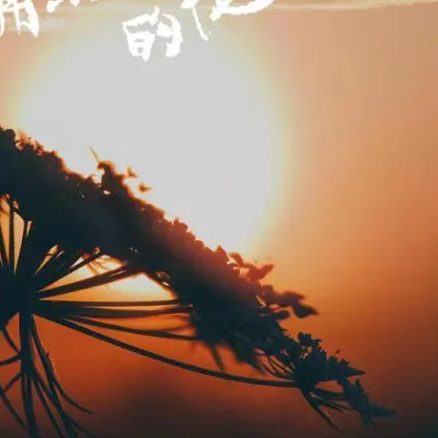 簇拥烈日的花 歌词 - 迟里乌布