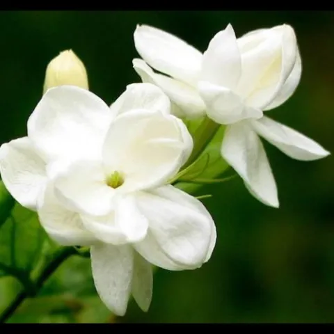 茉莉花 歌词 - 宋祖英