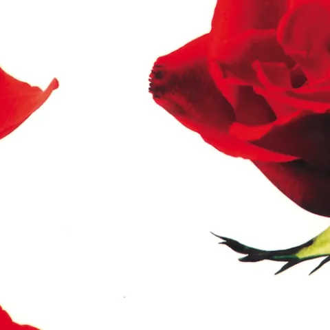 风再起时 歌词 - 张国荣