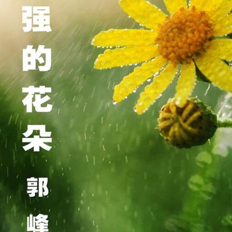 倔强的花朵