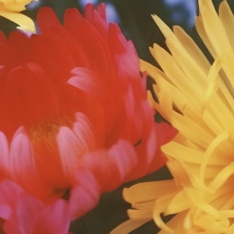鲜花